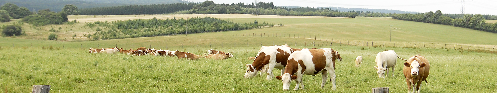 Kühe auf der Weide ©Feuerbach